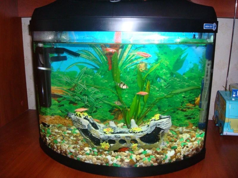 תיאור של דג גופי האכלת דגי גופי