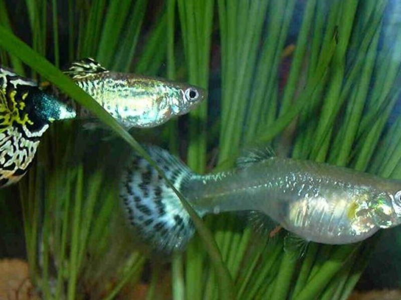 צביעה של דגי גופי צביעה של דגי גופי