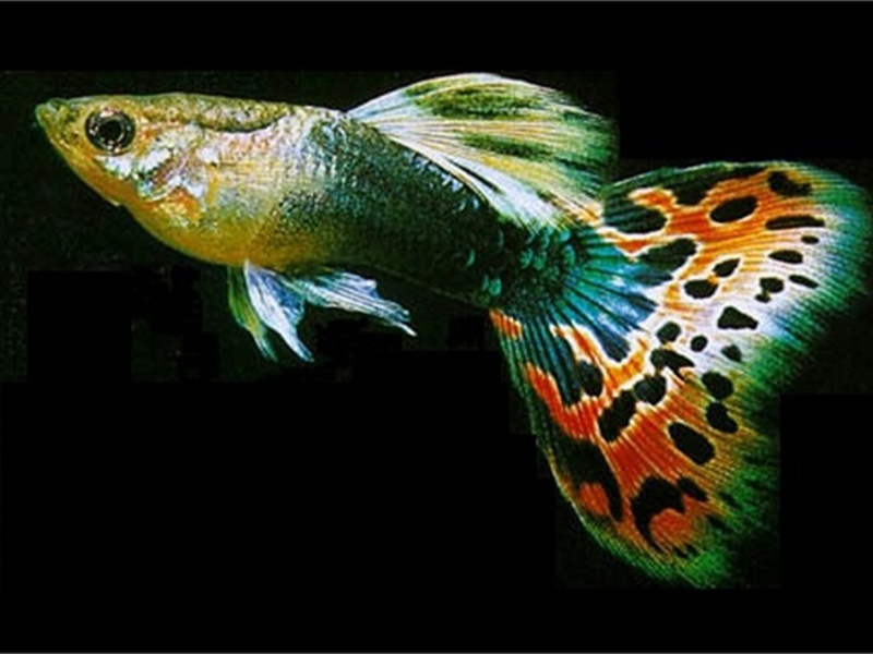 איך לגדל גופים איך לגדל גופים