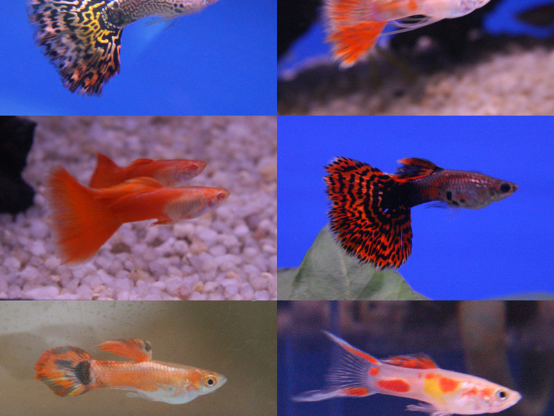 איך לגדל גופים תושבי אקווריום גופי