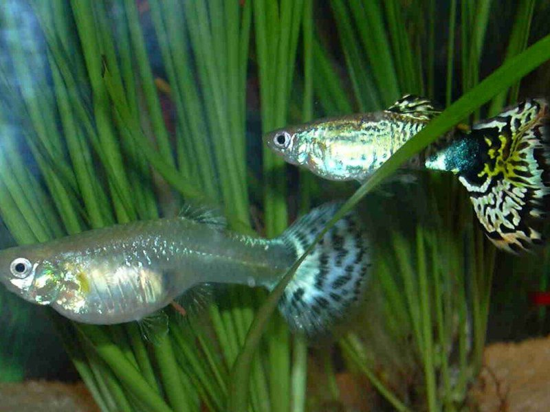 גופים דג גופי