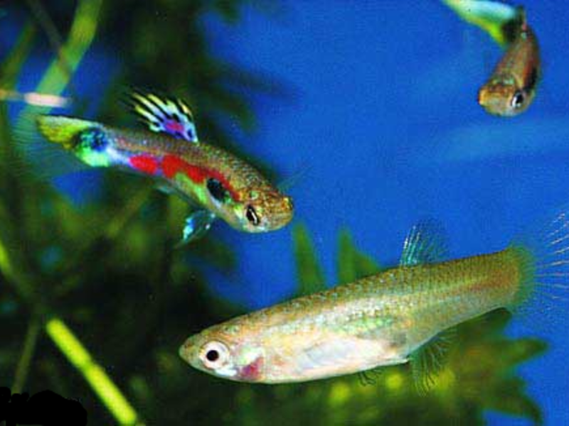 איך חיים דגי גופיק באקווריום? תיאור של דג גופי