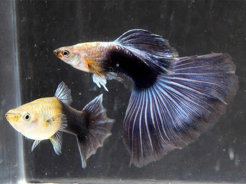 דגי אקווריום מטגנים גופי דגיגים