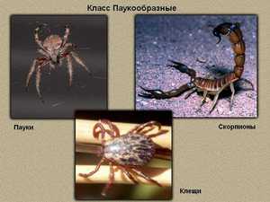 עכבישים וזניהם