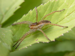 עכבישים חסרי זנב בעלי רגלי שוט - פרינס