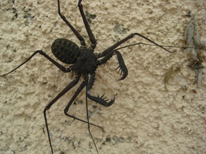 איך להגן על עצמך מפני עכבישים ועקרבים