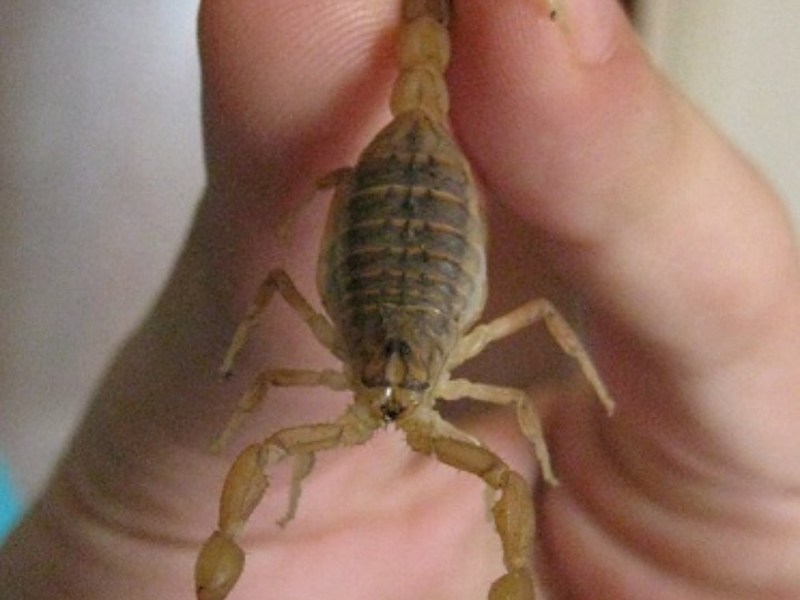 למה עכבישים אוכלים אחד את השני?