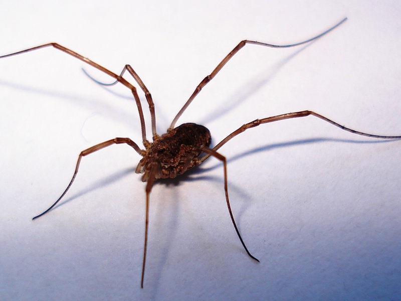 עכבישים ועקרבים