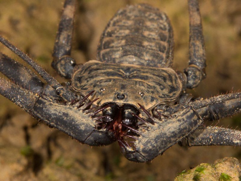 מאפיינים כלליים של העקרב