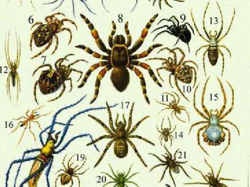 עכבישים ארסיים, עקרבים, עכבישים