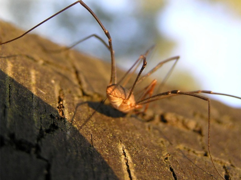 למה ארס עכביש מסוכן?