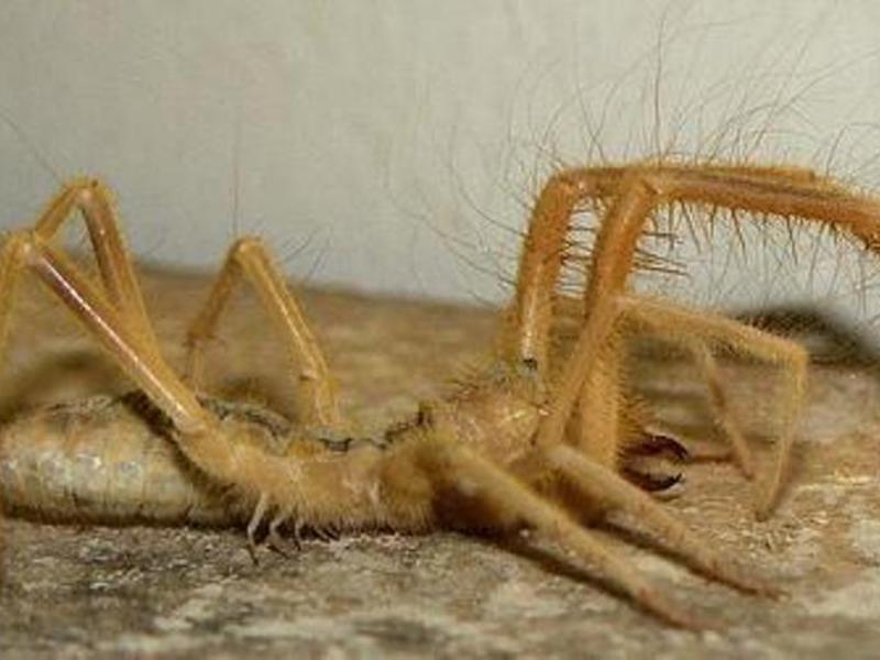 תיאור של עכבישנים