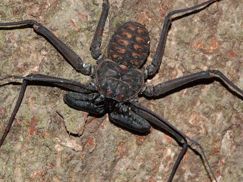 עכבישים חסרי זנב בעלי רגלי שוט - פרינס