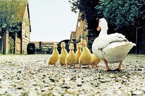 גידול ברווזי פקין בבית למתחילים