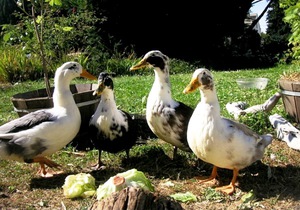 תחזוקת חורף הנחיות לגידול ברווזי פקין