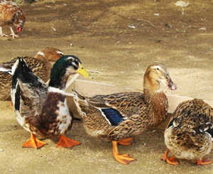 ברווזי פקין לרבייה