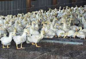 בחירת גזע לרבייה בחירת גזע ברווזים