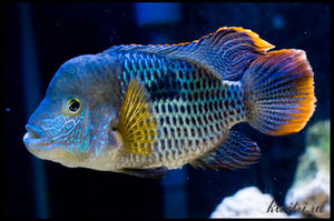 טורקיז אקרה: הוראות טיפול ורבייה