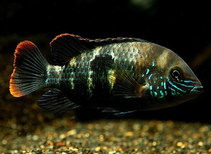 איך עליי לטפל באקארה של בריוזה?