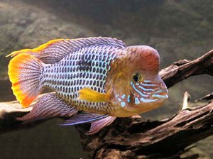 אקרה טורקיז (Andinoacara rivulatus) אקרה הוא סוג של דג אקווריום.