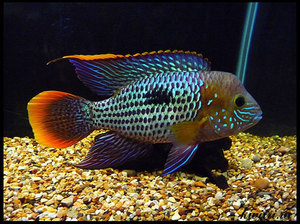 נקבת האקארה הטורקיז שונה במראהה מהזכר.