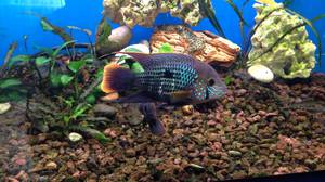 דג אקווריום: טורקיז אקרה דגי אקווריום מגיעים במגוון רחב של צבעים.