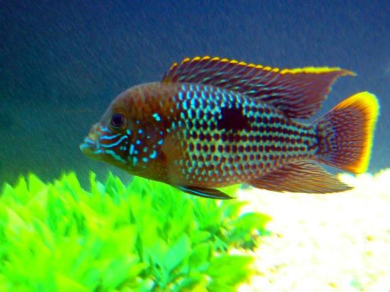 טורקיז אקרה - צעירים כיצד מתרבה האקארה הטורקיזית?