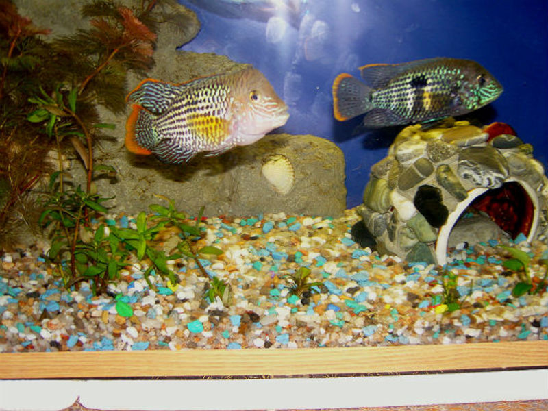 טיפול ותחזוקה של טורקיז אקרה אקרה טורקיז - לימוד איך להאכיל נכון