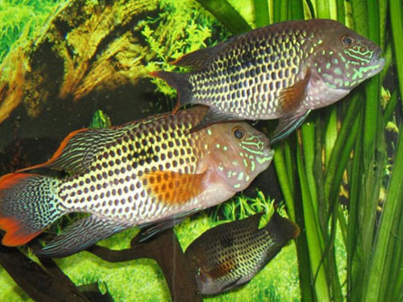 דג אקווריום: טורקיז אקרה במה שונה אקרה מדגים אחרים?