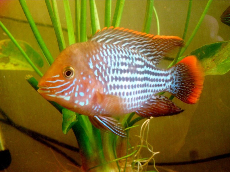 תמונה של אקארה טורקיז באקווריום אקרה טורקיז - מראה ומאפייני התנהגות