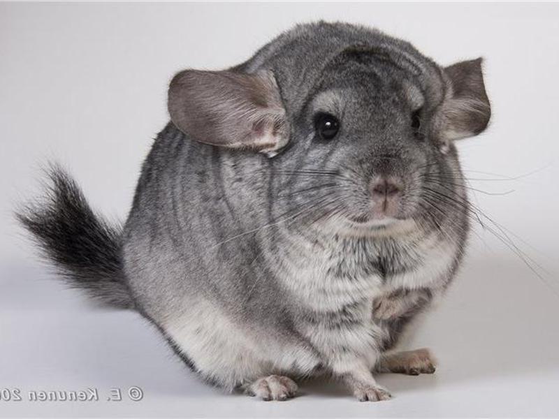 צ'ינצ'ילה אפורה צ'ינצ'ילה אפורה