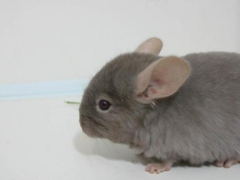 צ'ינצ'ילה רכה פרווה יקרת ערך של צ'ינצ'ילה