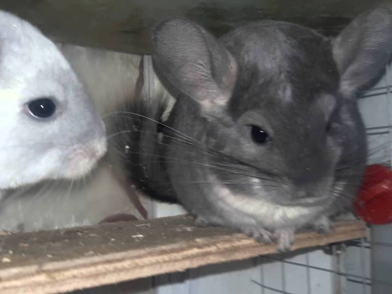 צ'ינצ'ילות בכלוב צ'ינצ'ילות ביתיות