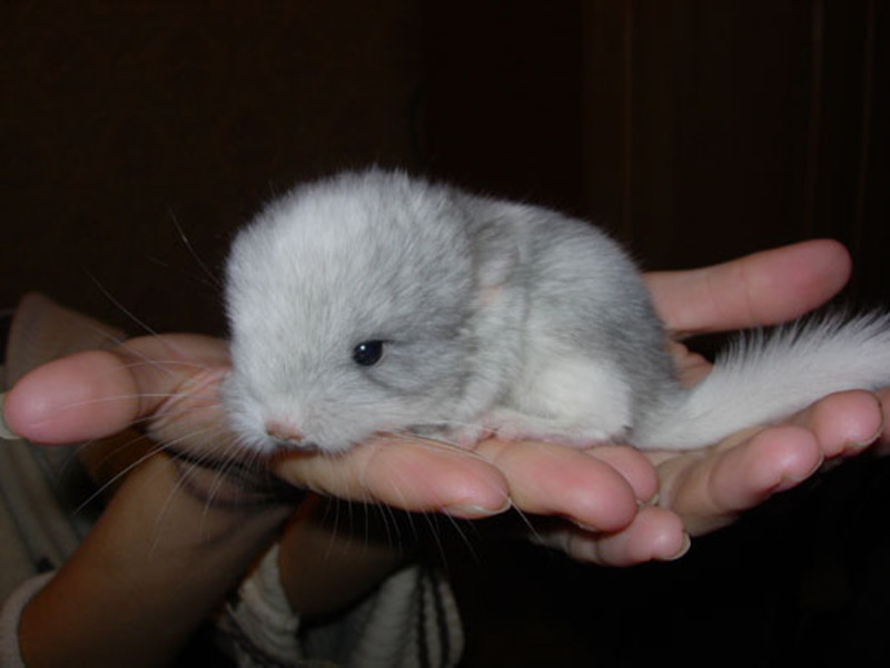 צ'ינצ'ילה שזה עתה נולדה צ'ינצ'ילה קטנה