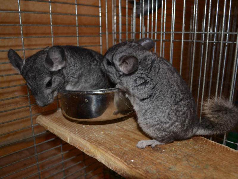 צ'ינצ'ילות ביתיות צ'ינצ'ילות בתנאים ביתיים