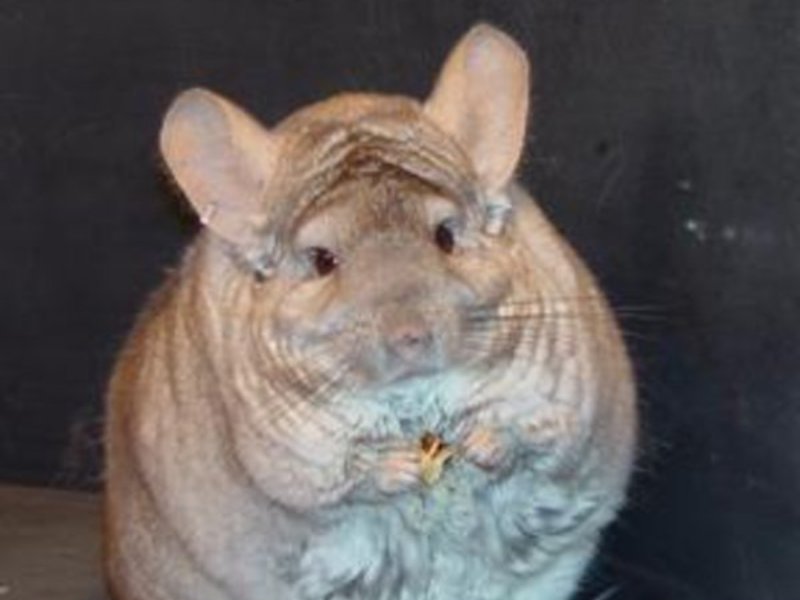 צ'ינצ'ילה גדולה צ'ינצ'ילה גדולה