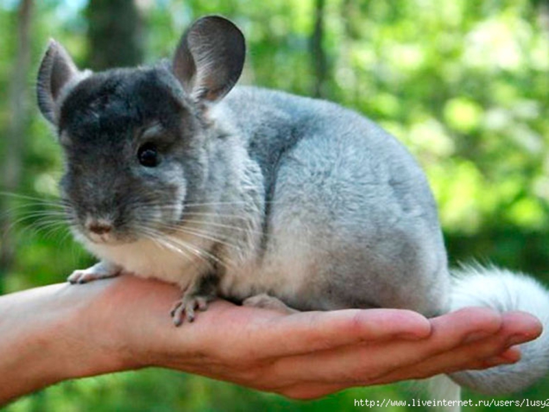 צ'ינצ'ילה ידנית צ'ינצ'ילות הן מכרסמים מאולפים.