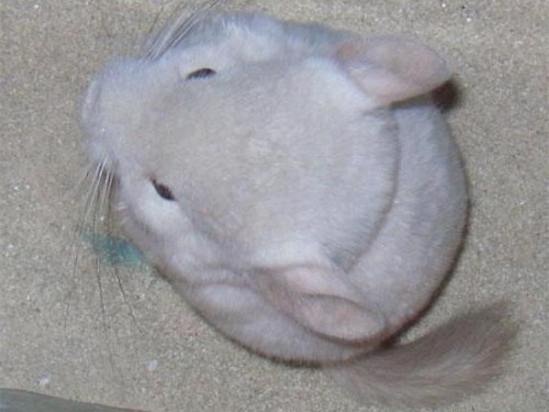 צ'ינצ'ילה לבנה מכרסם לבן יפהפה