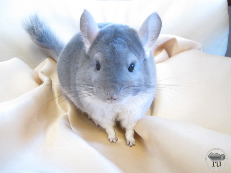 צ'ינצ'ילה כחולה צ'ינצ'ילה עם גוון כחול