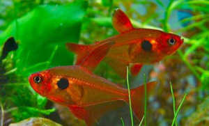 טטרה באקווריום: תכונות של שמירה וגידול דגים