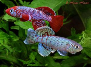 טטרה קונגו היא דג אקווריום יפהפה. דג טטרה קונגו - תמונה של מין דג זה.