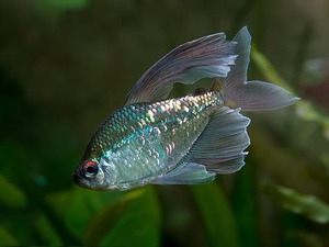 טטרה מבריקה (Moenkhausia pittiere) טטרה בריליאנט - מאפיינים ייחודיים