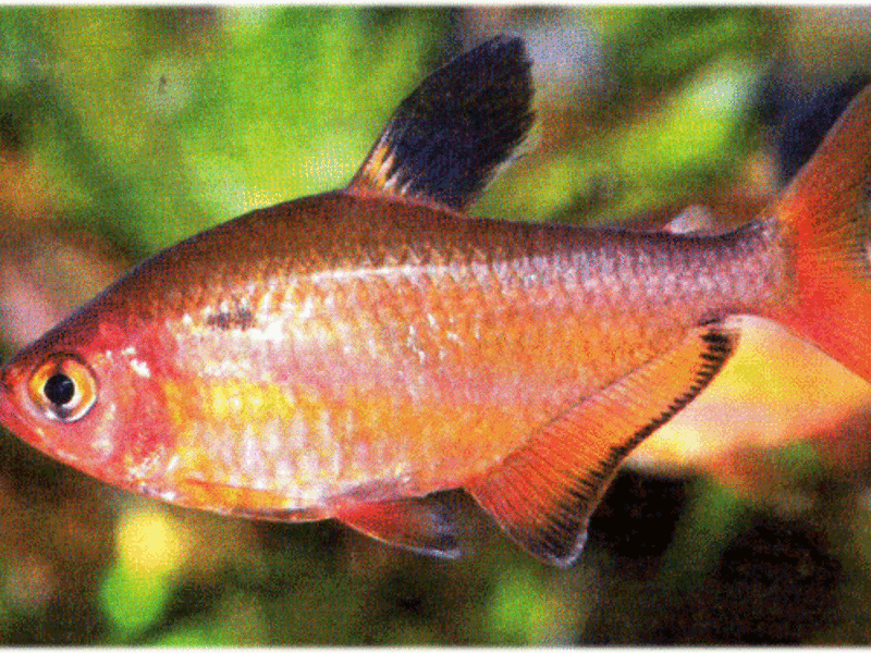 טטרה שייכת למשפחת השרקיים. למה דגי טטרה כל כך פופולריים?