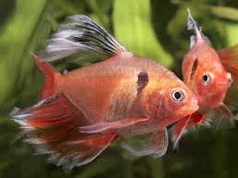 טטרה מדממת או קליסטוס לדג הטטרה קליסטוס יש גוון אדום.