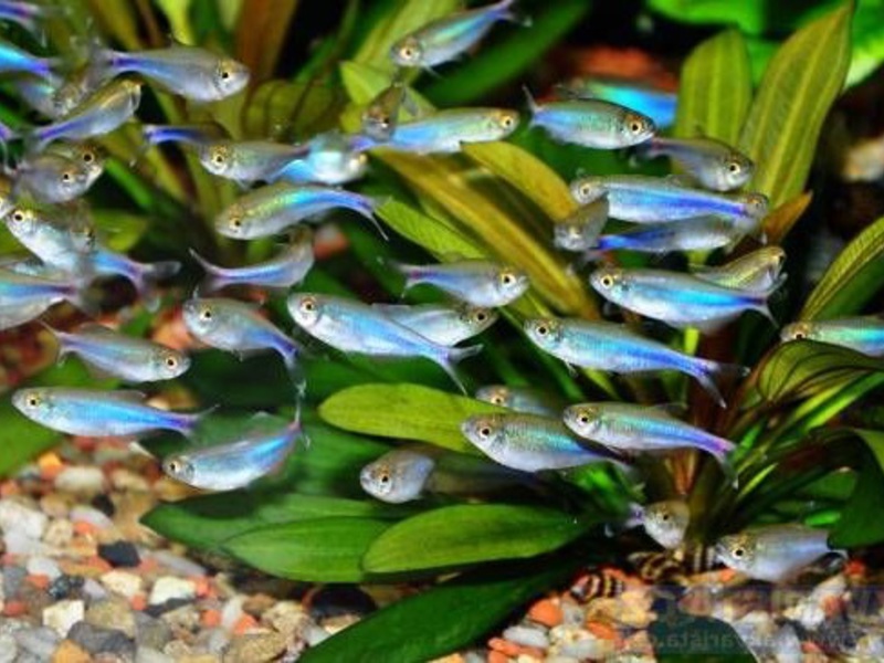 טטרה כחולה או בולקה כחולת גרון (Boehlkea fredcochui) טטרה כחולה יכולה גם להפוך לקישוט לאקווריום שלכם.