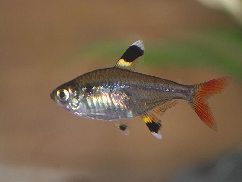 טטרה מראה או טטרה גריימי (Hyphessobrycon griemi) טטרה מראה היא זן מעניין מאוד של דגי טטרה.