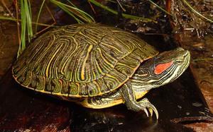 איך צבים מזדווגים בבית?