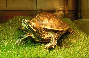 רבייה של מחוון אדום-אוזן בבית כיצד צבים מתרבים בבית?