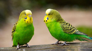 כמה זמן חיים תוכיים?