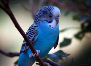 תוכי - כמה זמן הוא חי ומה הוא אוכל?